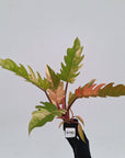 Philodendron serratum Caramel Marble