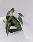 Alocasia Amazonica bambino Variegata - Bare Bottom Baby - SALE