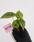 Alocasia Dragon Scale Aurea Variegata - Bare Bottom Baby
