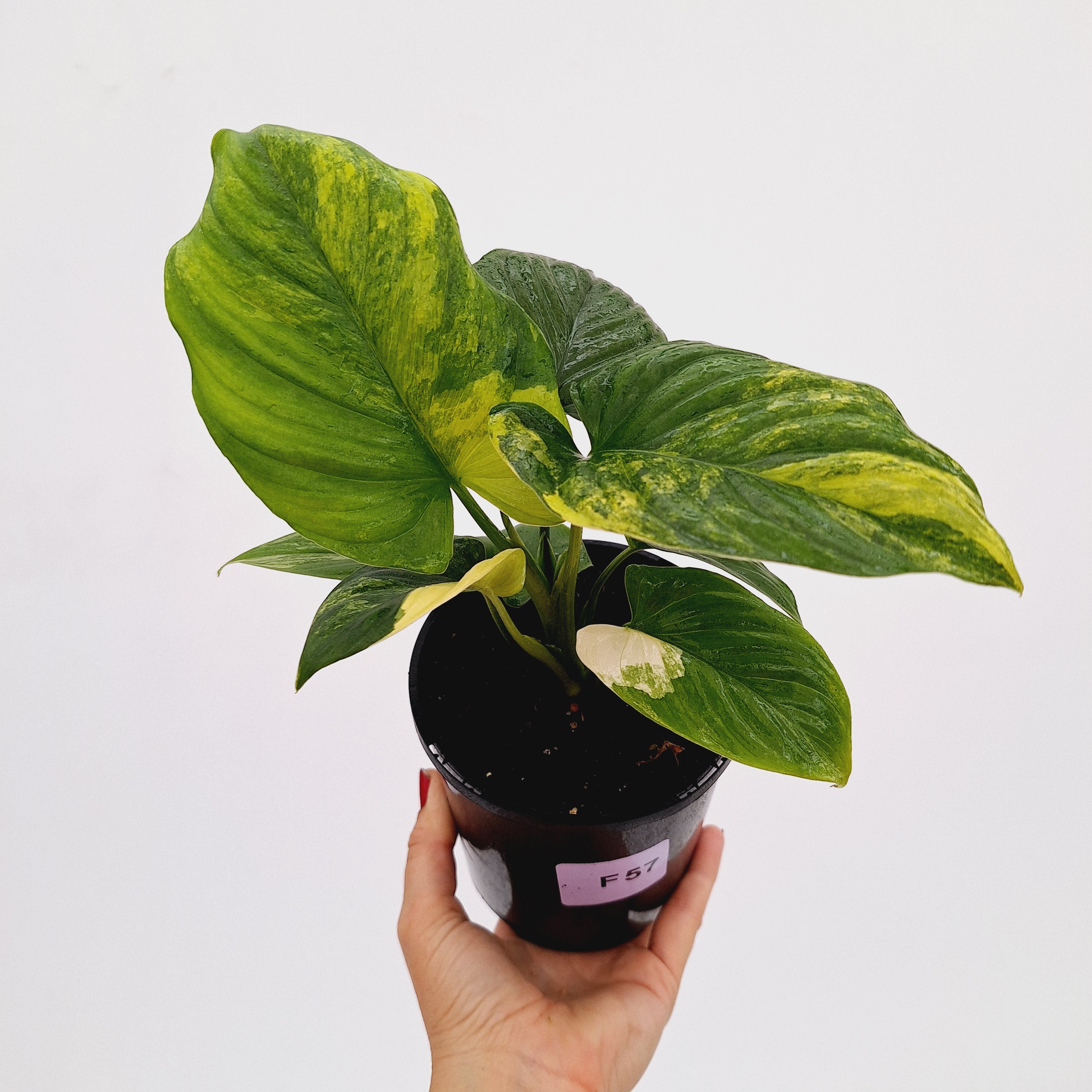 Homalomena rubescens Variegata