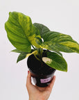 Homalomena rubescens Variegata