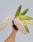 Philodendron 'Whipple Way'