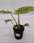 Monstera deliciosa Thai Constellation Sports