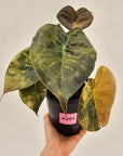 Alocasia ‘wentii’ Variegated - SALE