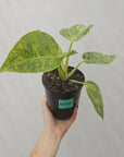 Philodendron giganteum Blizzard - SALE
