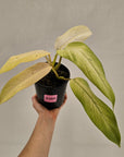 Philodendron 'Whipple Way' SALE