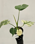 Monstera Deliciosa 'Mint'