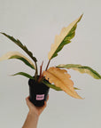 Philodendron serratum 'Caramel Marble'