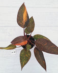 Philodendron 'Orange Princess' - FLASH SALE