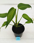 Monstera 'Burle Marx's Flame' - sale
