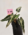 Alocasia Amazonica bambino Variegata - Bare Bottom Baby