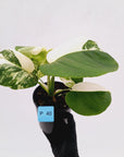 Monstera borsigiana 'Albo' - SALE