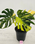 Monstera deliciosa Variegata