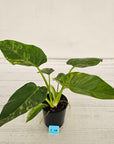 Philodendron giganteum Blizzard - SALE