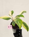 Homalomena 'Tropical Green' Variegata -sale