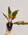 Philodendron serratum Caramel Marble
