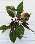 Philodendron erubescens Red Anderson