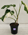 Monstera borsigiana 'Albo'