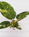 Philodendron Green Congo Variegata (Nuclear)