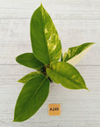 Philodendron imperial green variegata