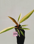 Philodendron serratum 'Caramel Marble' -flash sale