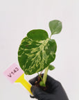 Monstera Deliciosa 'Bulbasaur - Bare Bottom Baby