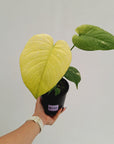 Monstera Deliciosa 'Mint' - SALE