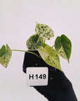 Alocasia baginda ‘Dragon Scale Mint'