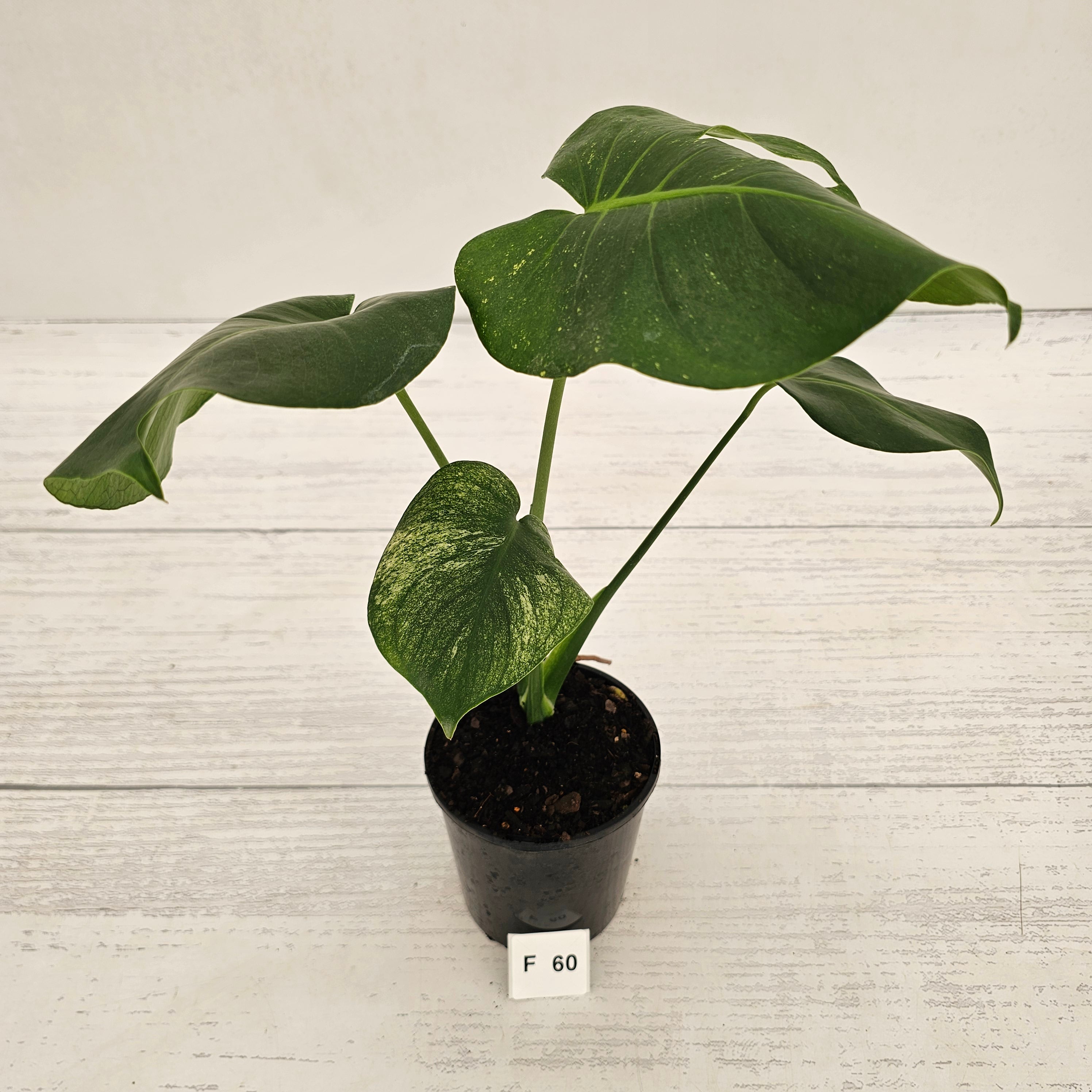Monstera Deliciosa 'Mint' – Enliven Plants