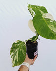 Monstera borsigiana 'Albo'