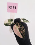 Alocasia reginula 'Black Velvet variegata' - Bare Bottom Baby