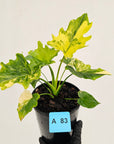 Philodendron bipinnatifidum variegata - SALE