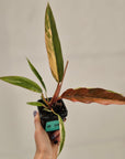 Philodendron serratum 'Caramel Marble' -flash sale
