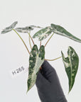 Alocasia Amazonica bambino Variegata - Bare Bottom Baby - SALE