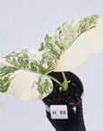 Monstera deliciosa Thai Constellation Sports