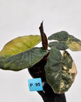Alocasia macrorrhizos 'plumbea Variegata'
