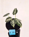 Alocasia no ID