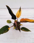 Philodendron 'Rojo Congo Variegated'