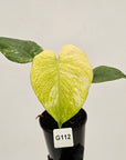 Monstera Deliciosa 'Mint'