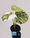 Monstera deliciosa Thai Constellation
