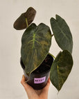 Alocasia ‘wentii’ Variegated - Sale