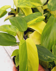 Philodendron pedatum Florida Beauty - Bare Bottom Baby