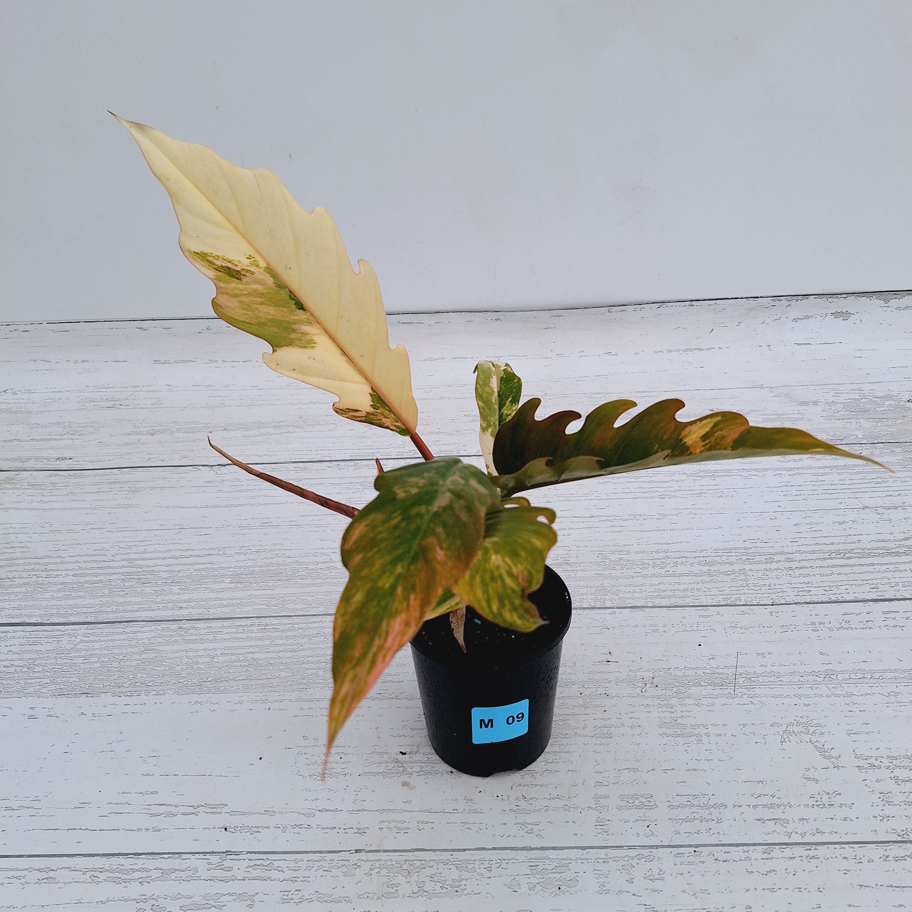 Philodendron serratum Caramel Marble