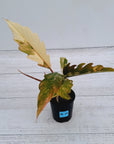 Philodendron serratum Caramel Marble