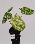 Caladium bicolour NOID