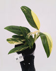 Monstera standleyana 'Cobra' - SALE