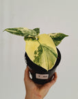 Monstera deliciosa Thai Constellation Sports