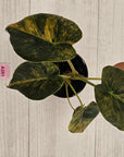 Alocasia ‘wentii’ Variegated - SALE