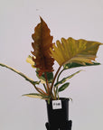 Philodendron serratum Caramel Marble