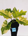 Philodendron bipinnatifidum variegata - SALE